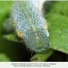 anthocharis cardamines pyatigorsk larva5c